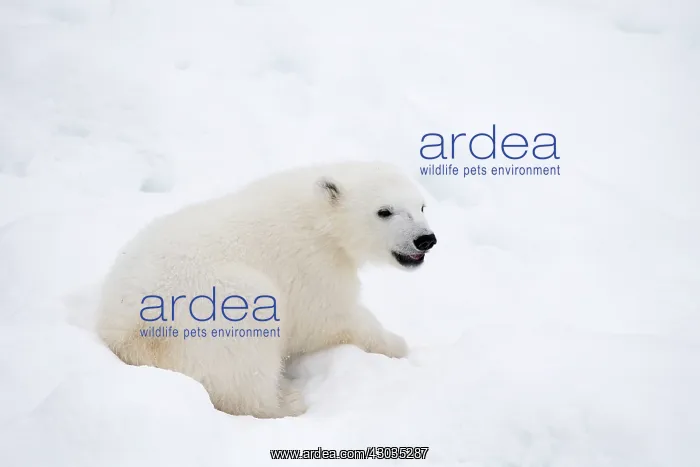 : Mammal. Polar Bear cub, 4 month old cub in the snow : Mammal. Polar Bear cub, 4 month old cub in the snow