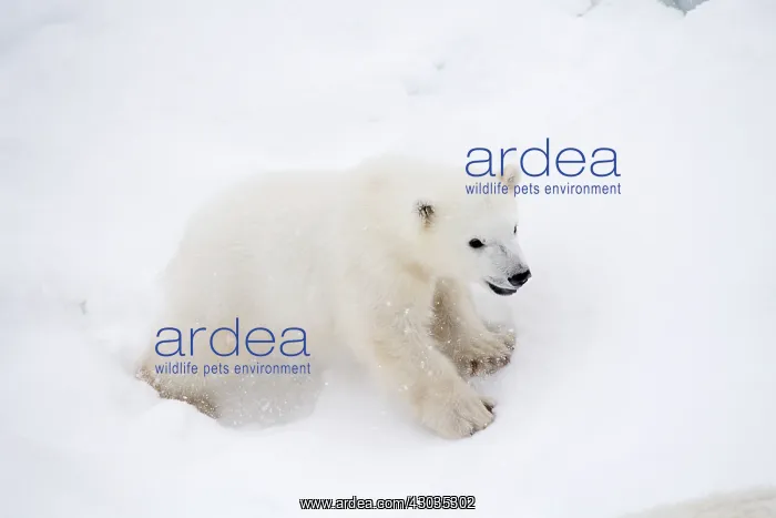  : Mammal. Polar Bear cub, 4 month old cub in the snow