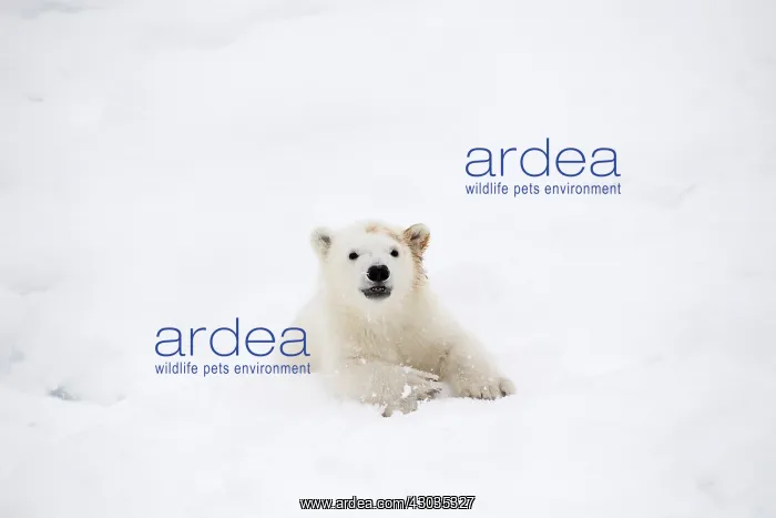 : Mammal. Polar Bear cub, 4 month old cub in the snow : Mammal. Polar Bear cub, 4 month old cub in the snow