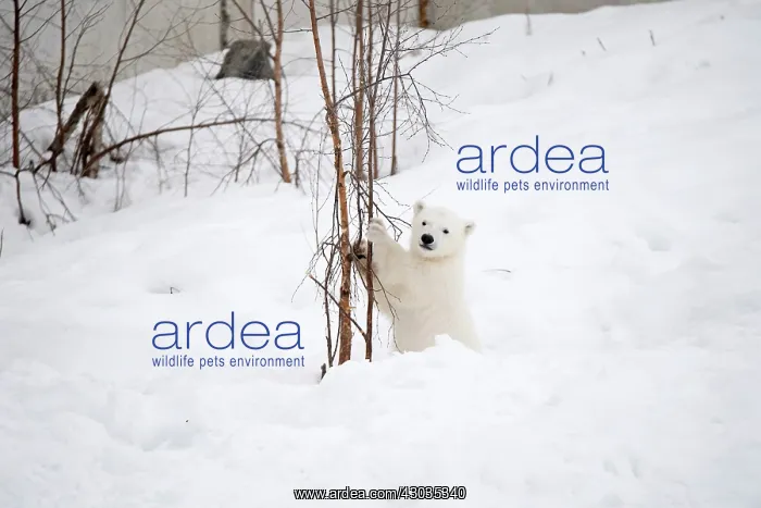 : Mammal. Polar Bear cub, 4 month old cub in the snow : Mammal. Polar Bear cub, 4 month old cub in the snow