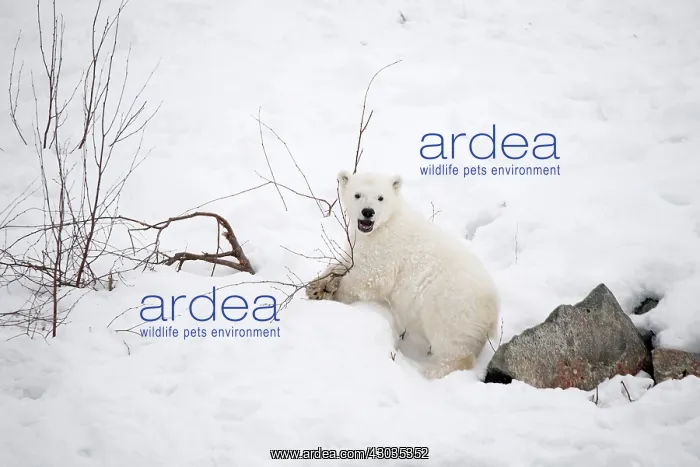 : Mammal. Polar Bear cub, 4 month old cub in the snow : Mammal. Polar Bear cub, 4 month old cub in the snow