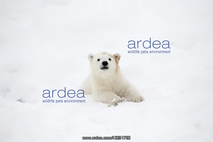  : Mammal. Polar Bear cub, 4 month old cub in the snow