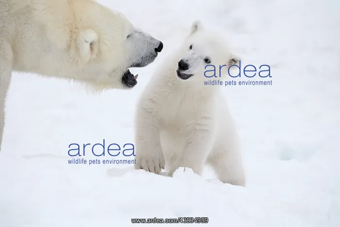 : Mammal. Polar Bear in snow, with its 4 month old cub : Mammal. Polar Bear in snow, with its 4 month old cub