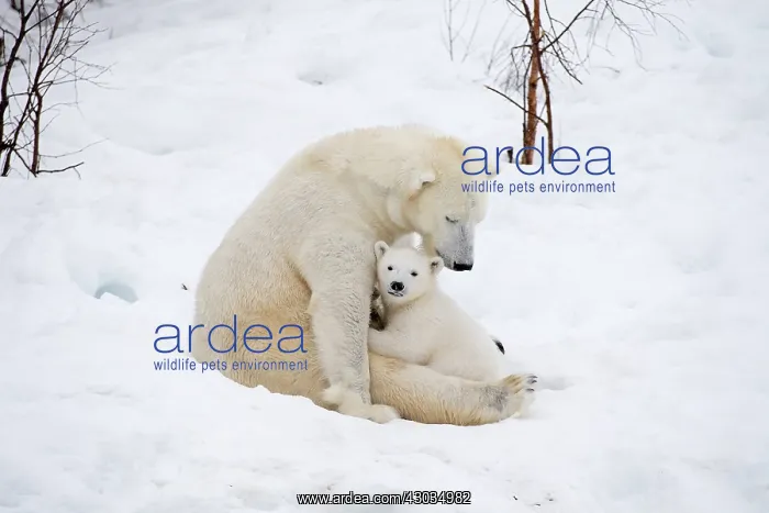 : Mammal. Polar Bear in snow, with its 4 month old cub : Mammal. Polar Bear in snow, with its 4 month old cub