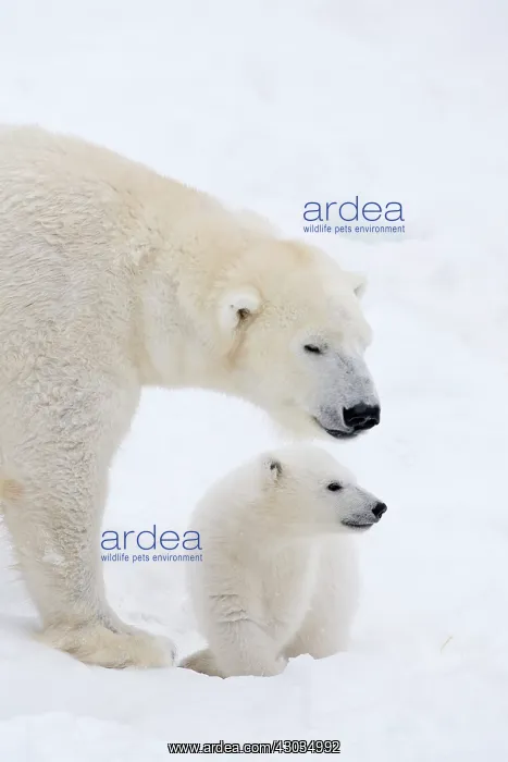 : Mammal. Polar Bear in snow, with its 4 month old cub : Mammal. Polar Bear in snow, with its 4 month old cub