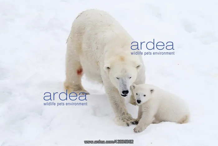 : Mammal. Polar Bear in snow, with its 4 month old cub : Mammal. Polar Bear in snow, with its 4 month old cub