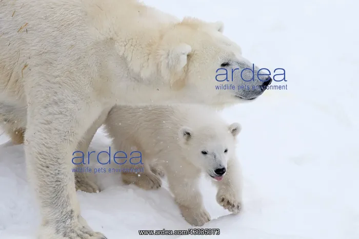 : Mammal. Polar Bear in snow, with its 4 month old cub : Mammal. Polar Bear in snow, with its 4 month old cub