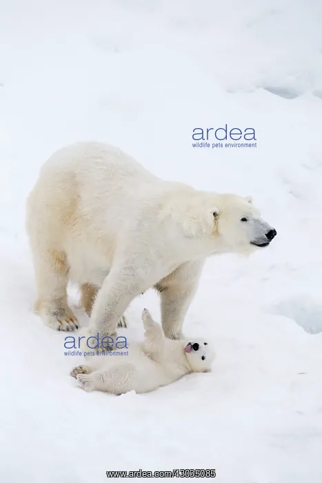 : Mammal. Polar Bear in snow, with its 4 month old cub : Mammal. Polar Bear in snow, with its 4 month old cub