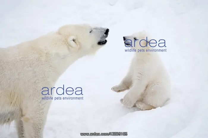 : Mammal. Polar Bear in snow, with its 4 month old cub : Mammal. Polar Bear in snow, with its 4 month old cub