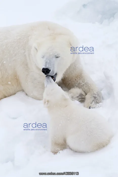 : Mammal. Polar Bear in snow, with its 4 month old cub : Mammal. Polar Bear in snow, with its 4 month old cub