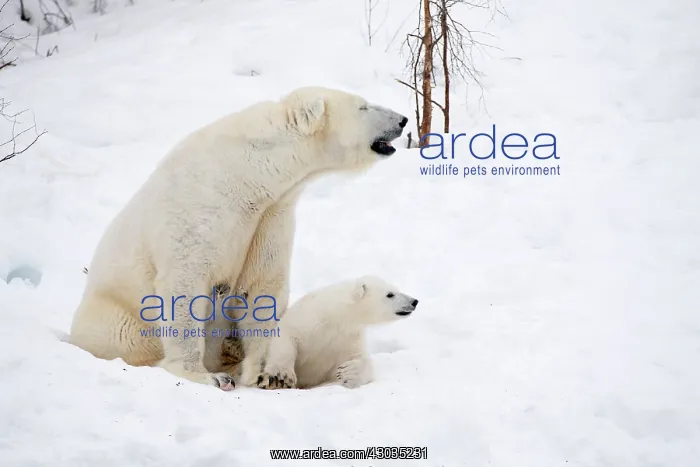 : Mammal. Polar Bear in snow, with its 4 month old cub : Mammal. Polar Bear in snow, with its 4 month old cub