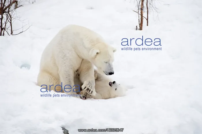 : Mammal. Polar Bear in snow, with its 4 month old cub : Mammal. Polar Bear in snow, with its 4 month old cub