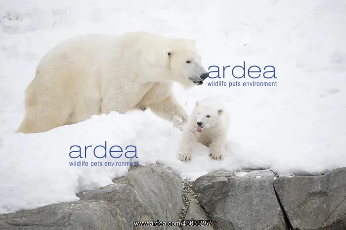 : Mammal. Polar Bear in snow, with its 4 month old cub : Mammal. Polar Bear in snow, with its 4 month old cub