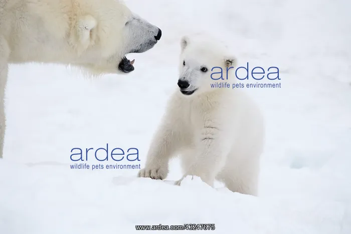 : Mammal. Polar Bear in snow, with its 4 month old cub : Mammal. Polar Bear in snow, with its 4 month old cub