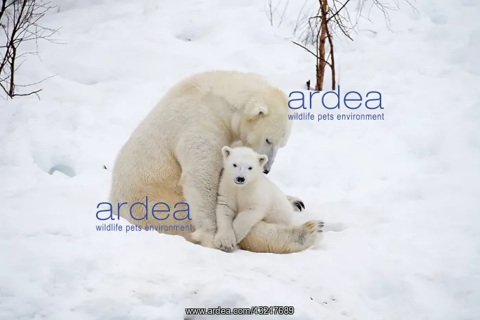 : Mammal. Polar Bear in snow, with its 4 month old cub : Mammal. Polar Bear in snow, with its 4 month old cub
