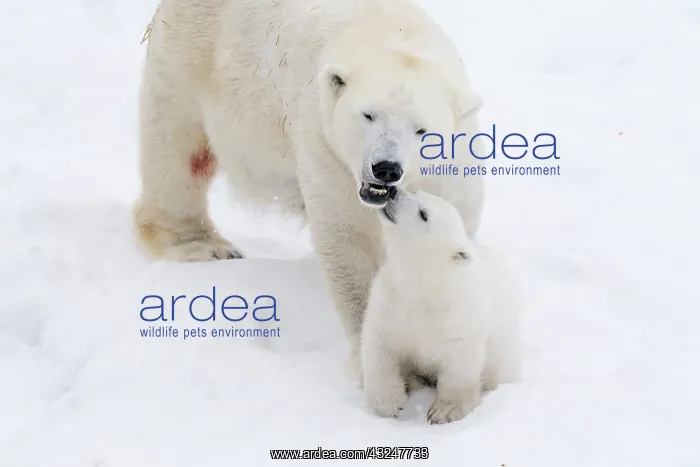 : Mammal. Polar Bear in snow, with its 4 month old cub : Mammal. Polar Bear in snow, with its 4 month old cub