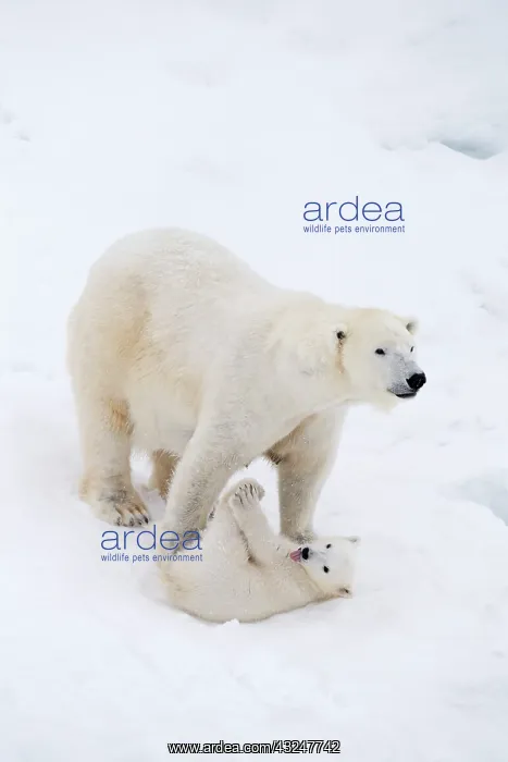 : Mammal. Polar Bear in snow, with its 4 month old cub