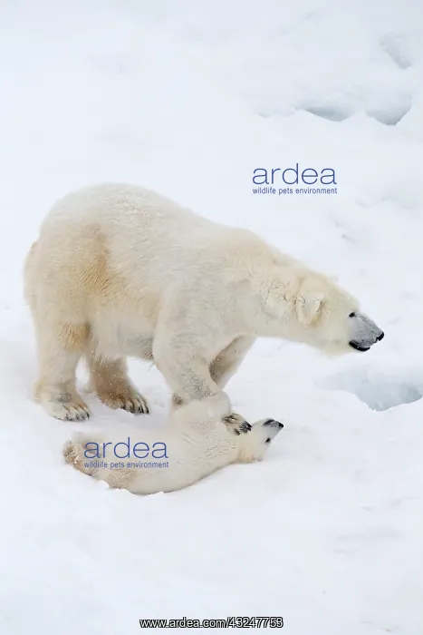 : Mammal. Polar Bear in snow, with its 4 month old cub : Mammal. Polar Bear in snow, with its 4 month old cub