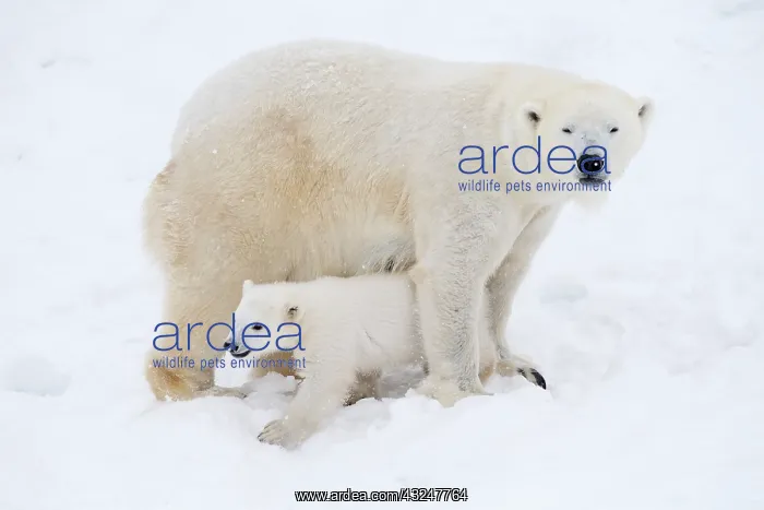 : Mammal. Polar Bear in snow, with its 4 month old cub : Mammal. Polar Bear in snow, with its 4 month old cub