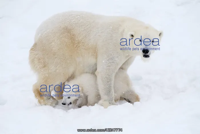 : Mammal. Polar Bear in snow, with its 4 month old cub : Mammal. Polar Bear in snow, with its 4 month old cub