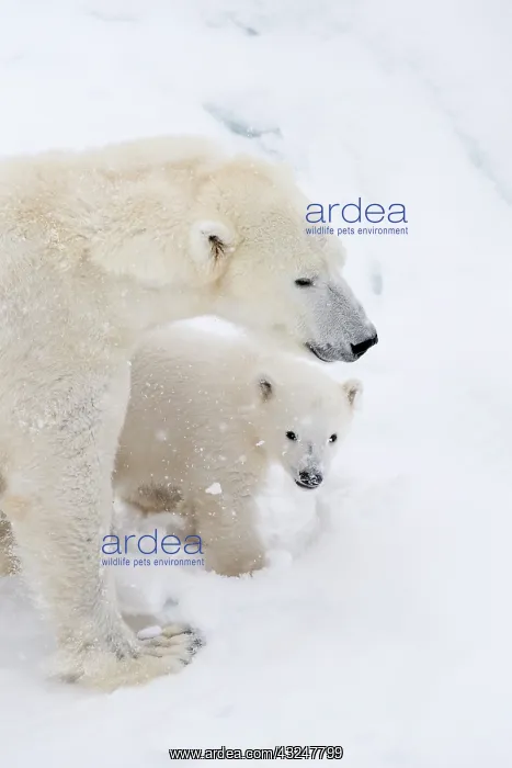 : Mammal. Polar Bear in snow, with its 4 month old cub : Mammal. Polar Bear in snow, with its 4 month old cub