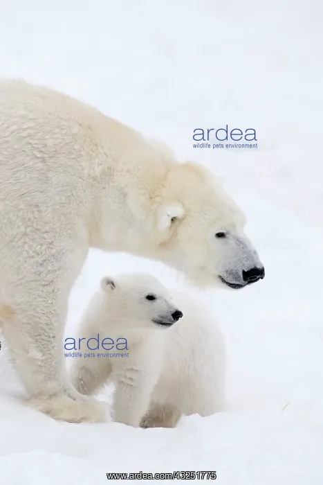 : Mammal. Polar Bear in snow, with its 4 month old cub : Mammal. Polar Bear in snow, with its 4 month old cub