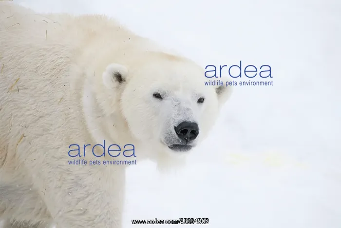: Mammal. Polar Bear in snow, ( female ) : Mammal. Polar Bear in snow, ( female )