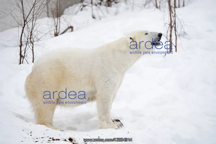  : Mammal. Polar Bear in snow, ( female )