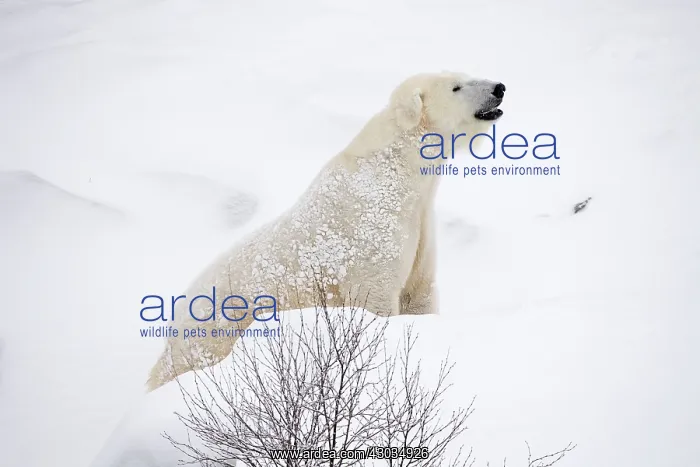 : Mammal. Polar Bear in snow, ( female ) : Mammal. Polar Bear in snow, ( female )