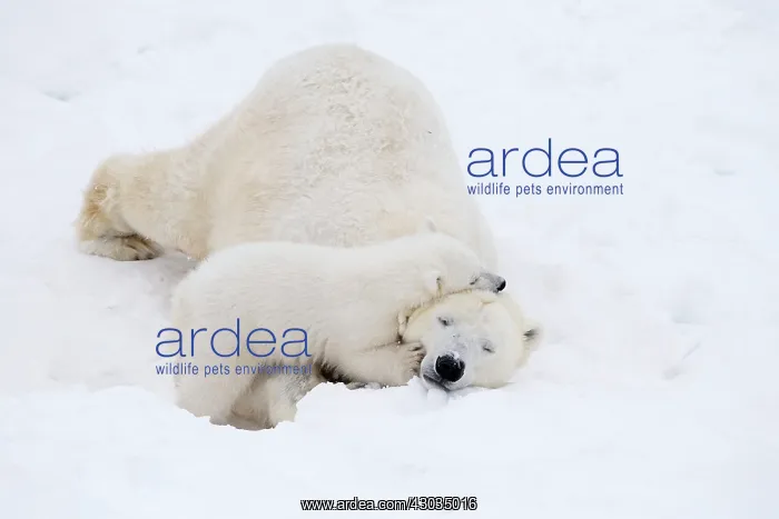 : Mammal. Polar Bear in snow, ( female ) hugging 4 : Mammal. Polar Bear in snow, ( female ) hugging 4