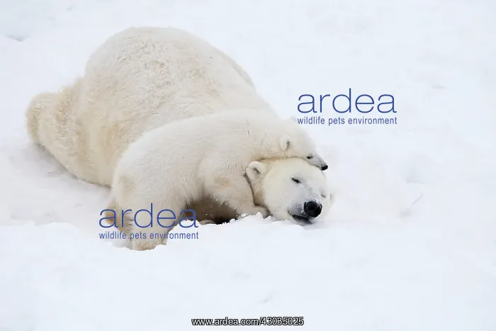 : Mammal. Polar Bear in snow, ( female ) hugging 4 : Mammal. Polar Bear in snow, ( female ) hugging 4