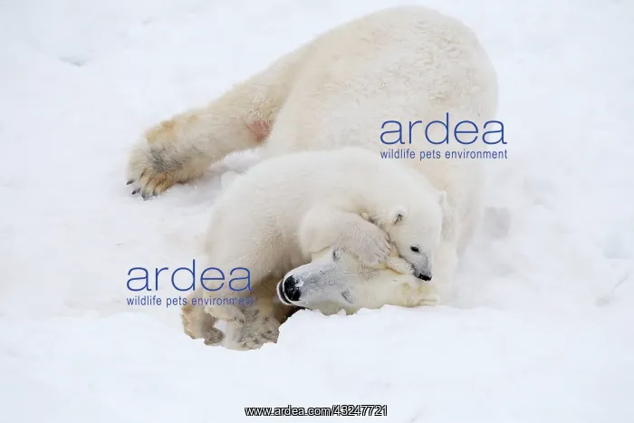 : Mammal. Polar Bear in snow, ( female ) hugging 4 : Mammal. Polar Bear in snow, ( female ) hugging 4
