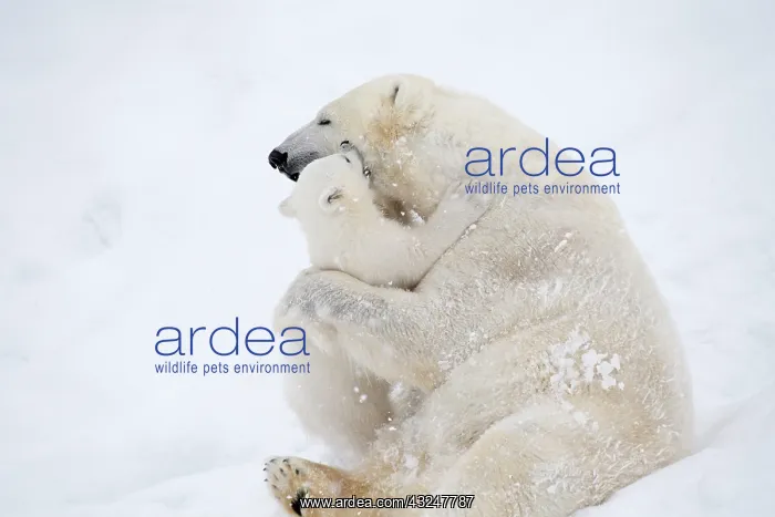 : Mammal. Polar Bear in snow, ( female ) hugging 4 : Mammal. Polar Bear in snow, ( female ) hugging 4