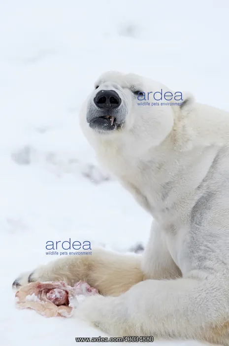 : Mammal. Polar Bear in snow, ( male ) : Mammal. Polar Bear in snow, ( male )