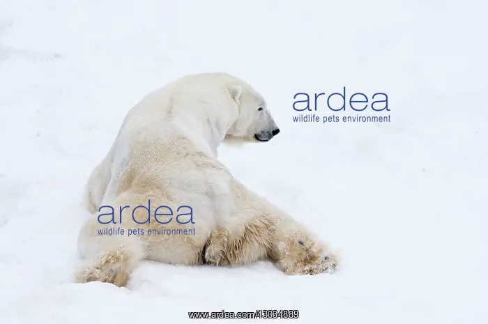 : Mammal. Polar Bear in snow, ( male ) : Mammal. Polar Bear in snow, ( male )