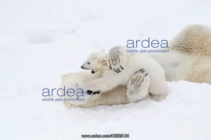 : Mammal. Polar Bear in snow, play with its 4 month old cub : Mammal. Polar Bear in snow, play with its 4 month old cub