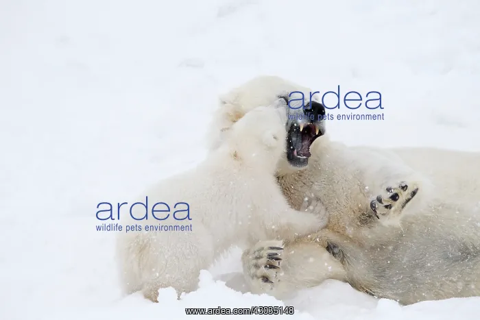: Mammal. Polar Bear in snow, play with its 4 month old cub : Mammal. Polar Bear in snow, play with its 4 month old cub