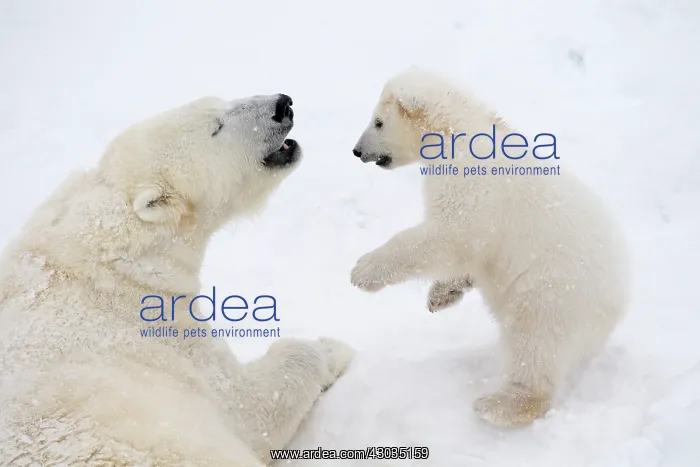 : Mammal. Polar Bear in snow, play with its 4 month old cub : Mammal. Polar Bear in snow, play with its 4 month old cub