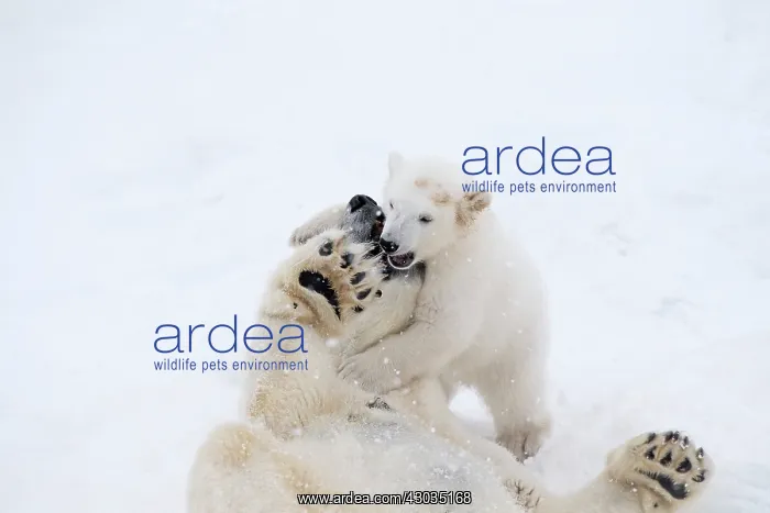  : Mammal. Polar Bear in snow, play with its 4 month old cub