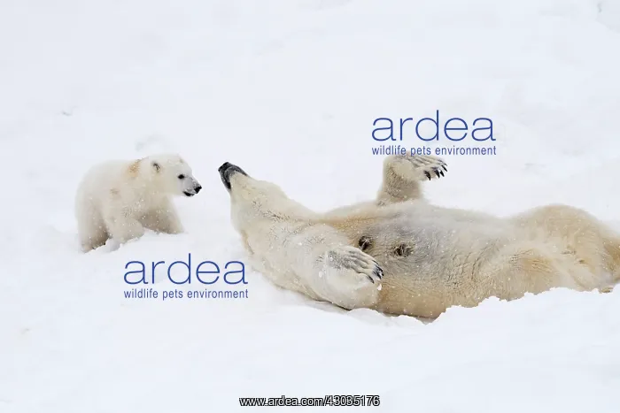 : Mammal. Polar Bear in snow, play with its 4 month old cub : Mammal. Polar Bear in snow, play with its 4 month old cub