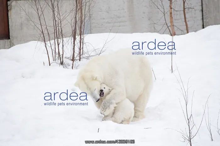 : Mammal. Polar Bear in snow, play with its 4 month old cub : Mammal. Polar Bear in snow, play with its 4 month old cub