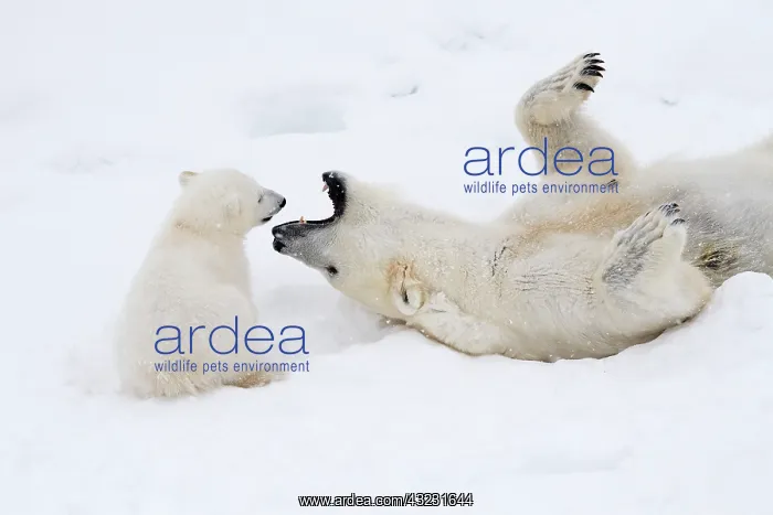 : Mammal. Polar Bear in snow, play with its 4 month old cub : Mammal. Polar Bear in snow, play with its 4 month old cub