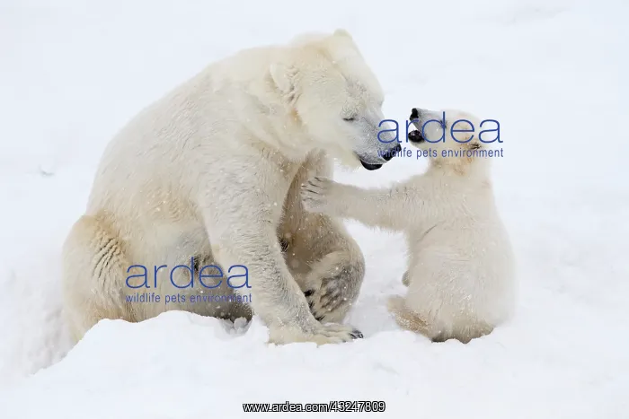 : Mammal. Polar Bear in snow, play with its 4 month old cub : Mammal. Polar Bear in snow, play with its 4 month old cub