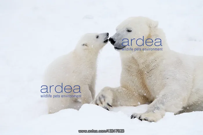 : Mammal. Polar Bear in snow, play with its 4 month old cub : Mammal. Polar Bear in snow, play with its 4 month old cub