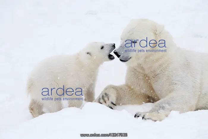 : Mammal. Polar Bear in snow, play with its 4 month old cub : Mammal. Polar Bear in snow, play with its 4 month old cub