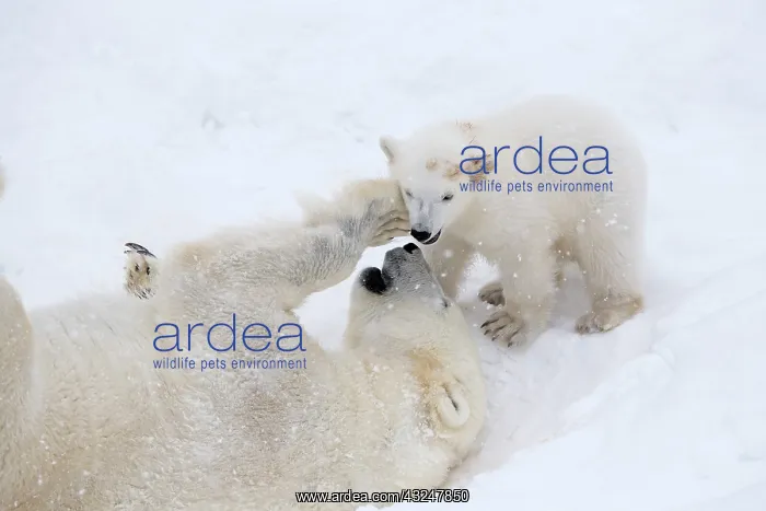 : Mammal. Polar Bear in snow, play with its 4 month old cub : Mammal. Polar Bear in snow, play with its 4 month old cub