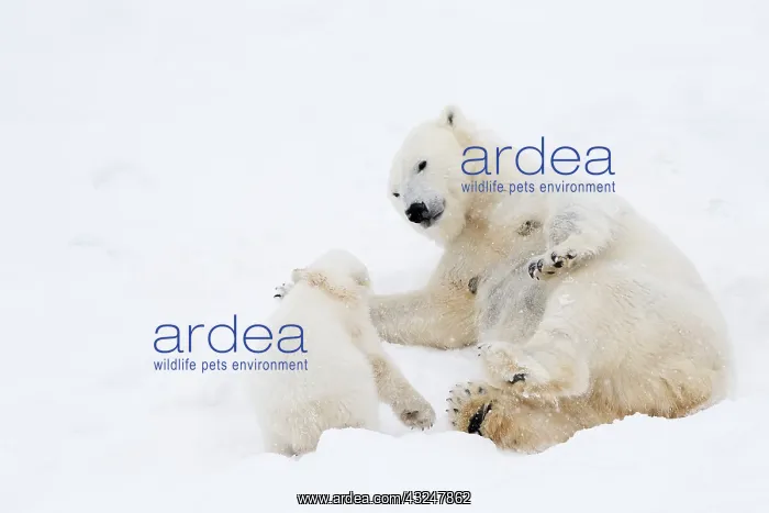  : Mammal. Polar Bear in snow, play with its 4 month old cub