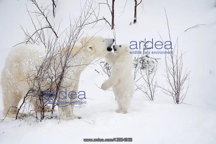 : Mammal. Polar Bear in snow, playing with its 4 month old cub : Mammal. Polar Bear in snow, playing with its 4 month old cub
