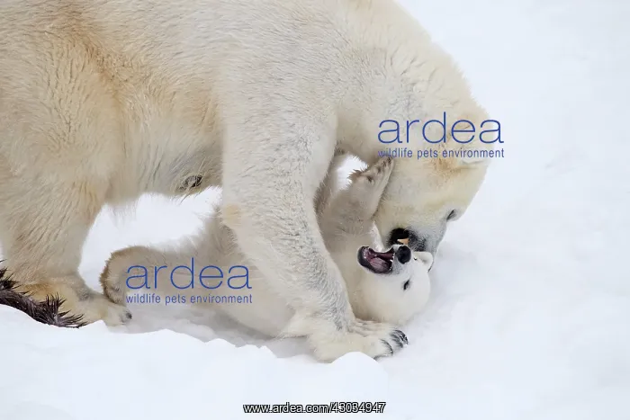 : Mammal. Polar Bear in snow, playing with its 4 month old cub : Mammal. Polar Bear in snow, playing with its 4 month old cub
