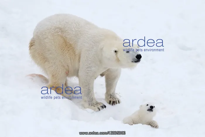 : Mammal. Polar Bear in snow, playing with its 4 month old cub : Mammal. Polar Bear in snow, playing with its 4 month old cub